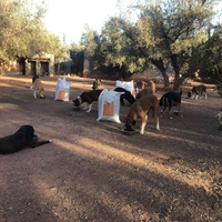 photo de livraison pour Help Adopt Moroccan Animals