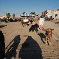 photo de livraison pour ADAN Essaouira