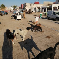 photo de livraison pour ADAN Essaouira