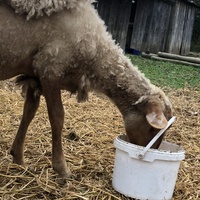 photo de livraison pour La Ferme des Zanimobiles