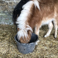 photo de livraison pour Les Chevaux d'Elo