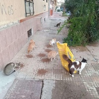 photo de livraison pour Comme Chiens et Chats Maroc