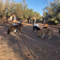 photo de livraison pour Help Adopt Moroccan Animals