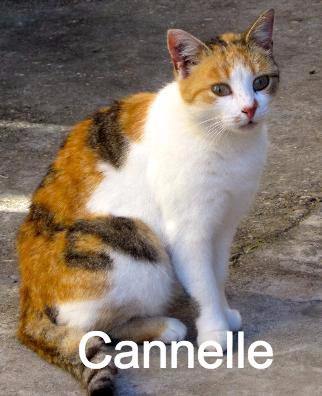 Cannelle Amis Des Chats De Port Vendre Animal Webaction