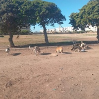 photo de livraison pour Comme Chiens et Chats Maroc