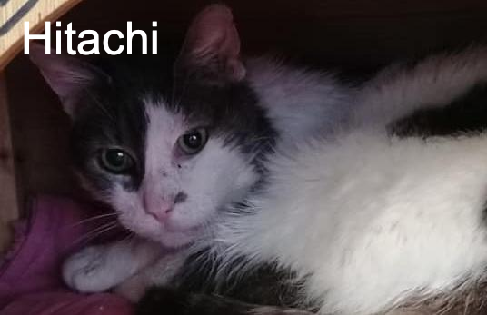 Hitachi Ecole Du Chat De Poitiers Animal Webaction