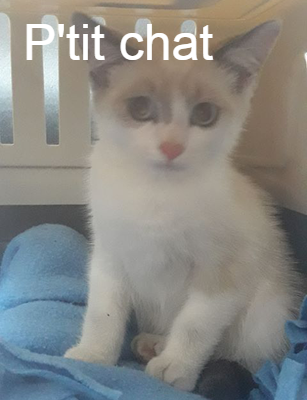 P Tit Chat Chat Va Bien Animal Webaction