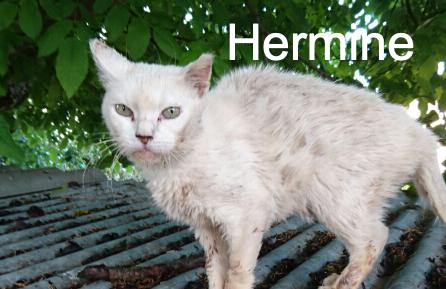 Hermine Ecole Du Chat De Poitiers Animal Webaction