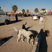 photo de livraison pour ADAN Essaouira