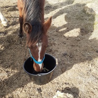 photo de livraison pour Mon Rêve en Calèche