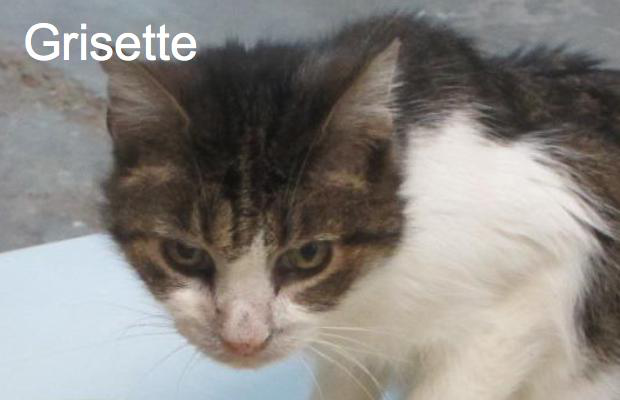 Grisette Ecole Du Chat Phoceenne Animal Webaction