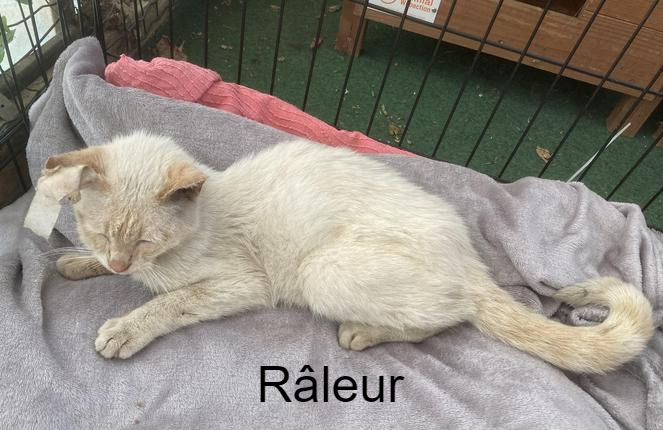 Raleur Association Des Chats De Hyeres Animal Webaction