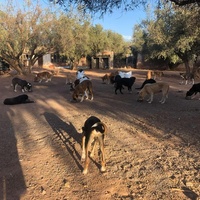 photo de livraison pour Help Adopt Moroccan Animals