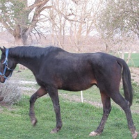 photo de livraison pour Espoirs Equestres