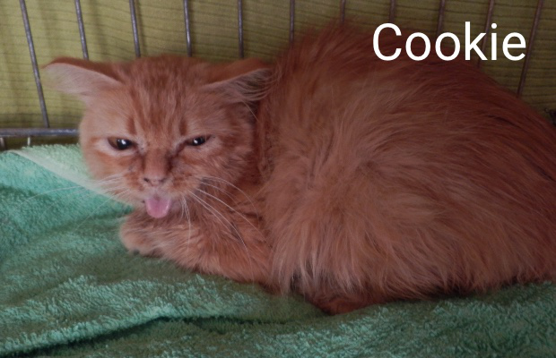 Cookie Ecole Du Chat Phoceenne Animal Webaction