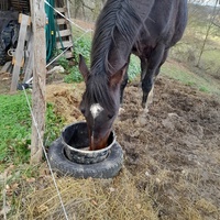 photo de livraison pour Mon Rêve en Calèche