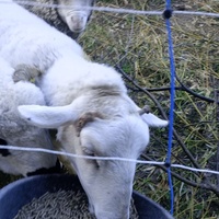 photo de livraison pour Refuge L'éco Sauvetage