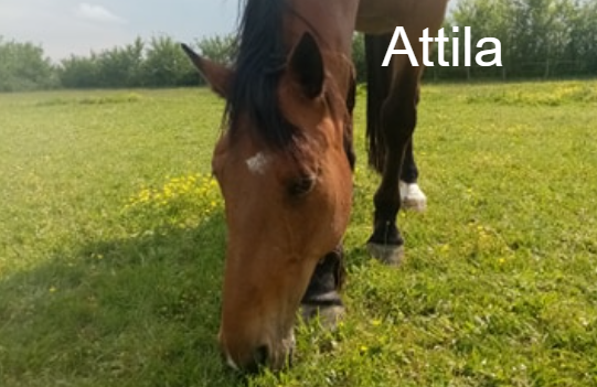 Attila Arche et Relais Animal Webaction