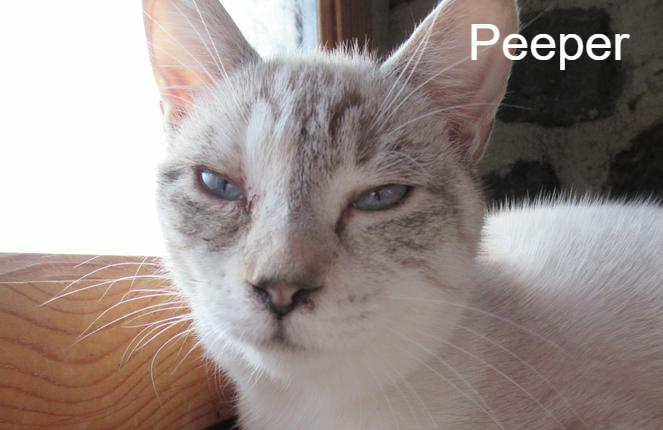 Peeper - Jardin des Chats - Animal Webaction