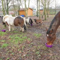 photo de livraison pour Ecole du Chat de Lanvaux