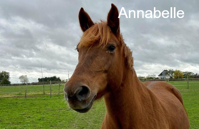 Annabelle Arche et Relais Animal Webaction