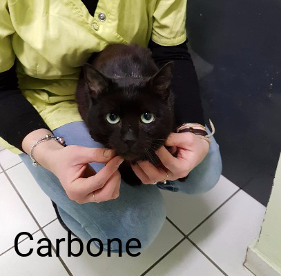 Carbone Ronron Association Animal Webaction