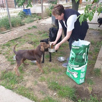 photo de livraison pour Udruženje za zaštitu životinja "Pongo"