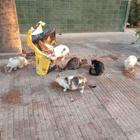 photo de livraison pour Comme Chiens et Chats Maroc