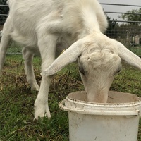 photo de livraison pour La Ferme des Zanimobiles