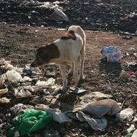 photo de livraison pour ADAN Essaouira