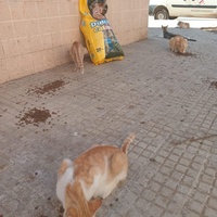 photo de livraison pour Comme Chiens et Chats Maroc