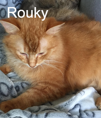 Rouky Pour L Amour Des Chats Animal Webaction