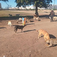 photo de livraison pour Comme Chiens et Chats Maroc