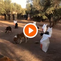 photo de livraison pour Help Adopt Moroccan Animals