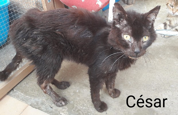 Cesar Une Vie Un Chat Animal Webaction