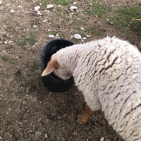 photo de livraison pour La Ferme des Zanimobiles