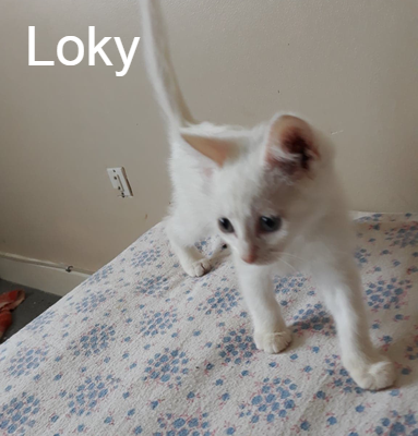 Loky Chat Va Bien Animal Webaction