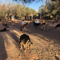 photo de livraison pour Help Adopt Moroccan Animals