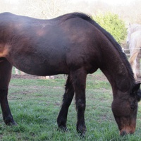 photo de livraison pour Espoirs Equestres