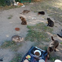 photo de livraison pour Les Chats-Pitresdelavi-Ste