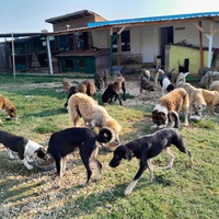 photo de livraison pour Happy Shelter Skopje