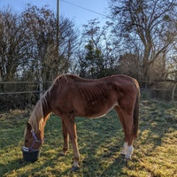 photo de livraison pour Mon Rêve en Calèche