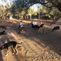 photo de livraison pour Help Adopt Moroccan Animals