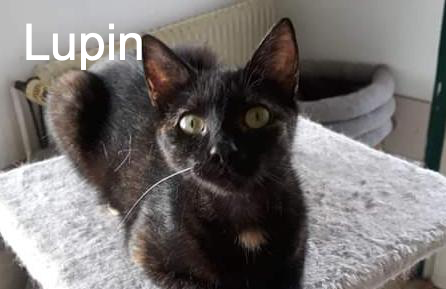 Lupin Chat Va Bien Animal Webaction