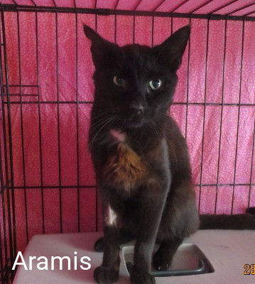 Aramis Ecole Du Chat Phoceenne Animal Webaction