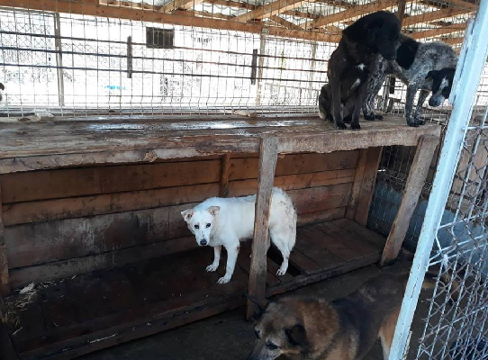 Urgence froid mortel à la fourrière - Refuge pour chiens de Baia Mare ...