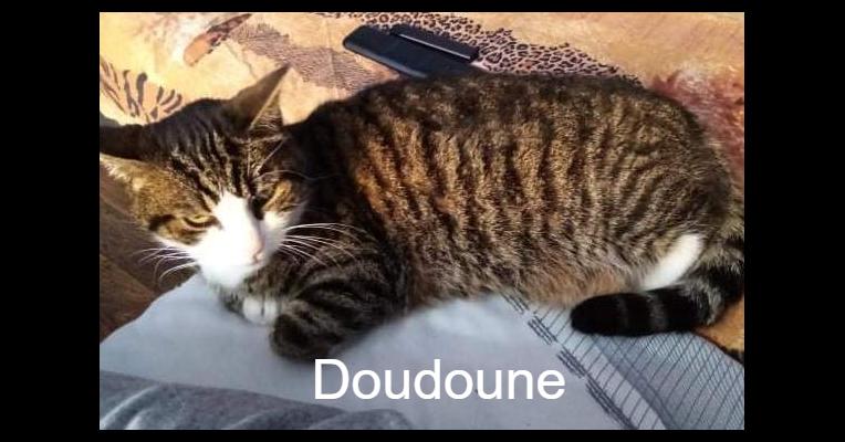 Doudoune - L'Arche de Marie - Mes Amours de Chats - Animal Webaction