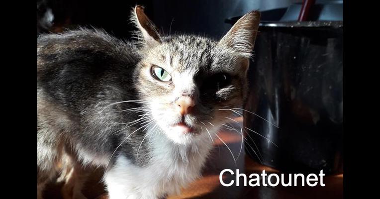 Chatounet - Une vie, Un chat - Animal Webaction