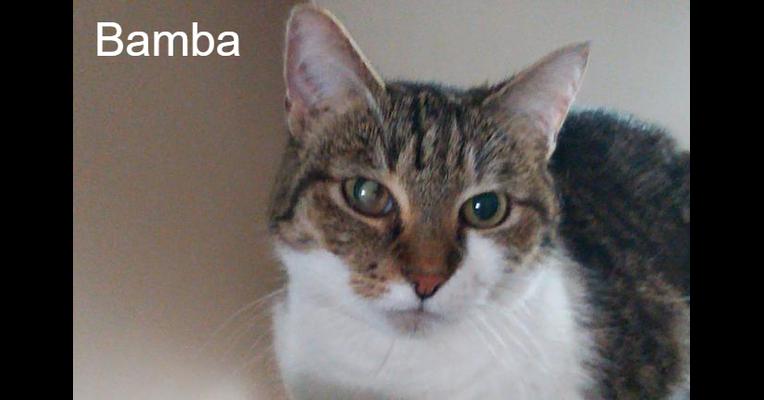 Bamba Les Chats de Cooper Animal Webaction