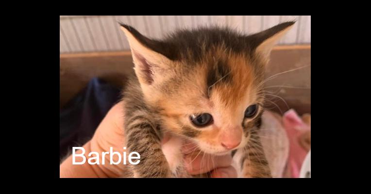 Barbie - Association des Chats Camarguais - Animal Webaction